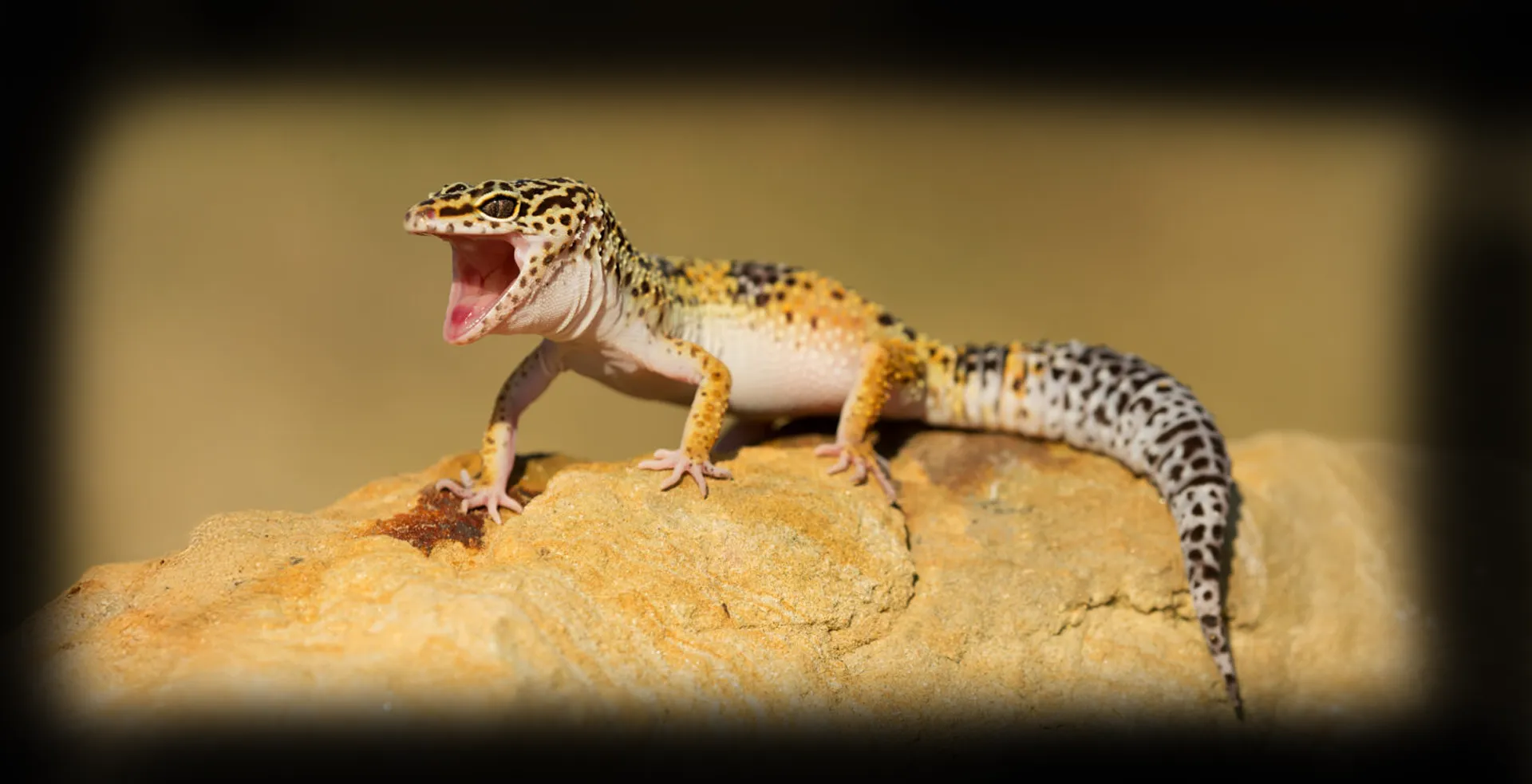 Imagem de fundo de Gecko Leopardo - Poytara